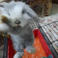 خرگوش لوپ یک ماهه بازیگوش|موش و خرگوش|اصفهان, سپاهان‌شهر|دیوار