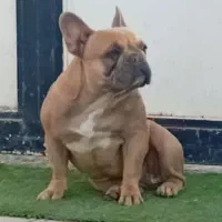 فرنچ بولداگ ماده