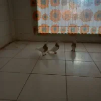 فروش کبوتر|پرنده|گتوند, |دیوار