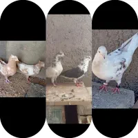 کبوتر