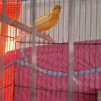 یک عدد نر پرتقالی شور