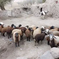 گوسفندمیش شیشک‌ و بز نمونه|حیوانات مزرعه|خلخال, |دیوار