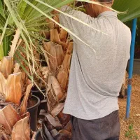 سیکاس و پالم ۲ تا ۶ ساله پرورش اصفهان و جنوب|گل و گیاه طبیعی|اصفهان, اصفهانک|دیوار