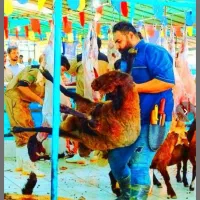 بزرگترین*مرکز*گوسفند زنده*باتضمین پخت*دولَتی|حیوانات مزرعه|مشهد, وکیل‌آباد|دیوار