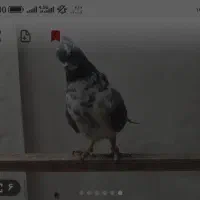 کبوتر یا کفتر گمشده