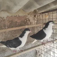 کبوتر شهرستانی چادری ساده معاوضه طوقی