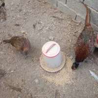 مرغ خروس آمریکای|حیوانات مزرعه|لاهیجان, لیل|دیوار