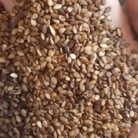 کنجد|خوردنی و آشامیدنی|گرگان, |دیوار