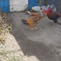 تعدادی مرغ و خروس محلی