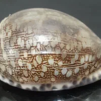 صدفهای‌بزرگ‌دکوری|صنایع دستی و سایر لوازم تزئینی|دماوند, دماوند|دیوار