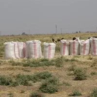 فروش علوفه سبز