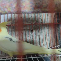 عروس هلندی آلبینو مهر.. لوتینو تک خال زعفرونی ماده