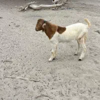 فروش دو عدد کهر نر سالم چاق|حیوانات مزرعه|بند زرک, |دیوار