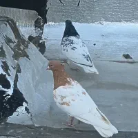 بهبهانی پلاکی