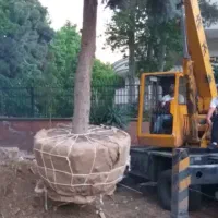 جابجایی انواع درخت مثمر و غیر مثمر|خدمات باغبانی و درختکاری|تهران, پاسداران|دیوار