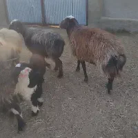 سلام 1راس قوچ افشاری 3ساله قیمت 35میلیون