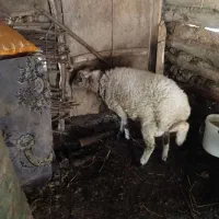 گوسفند نر|حیوانات مزرعه|گوراب زرمیخ, |دیوار