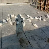 فروشی|پرنده|مشگین شهر, |دیوار