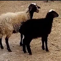 تغل شال شکم اول