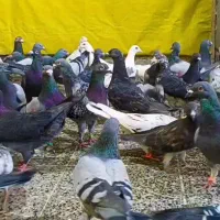 دسته سبز و کوهی و رنگی وبهبهونی|پرنده|فولادشهر, زاینده رود|دیوار