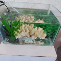 مرجان خشک