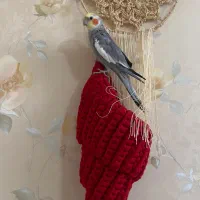 عروس هلندی