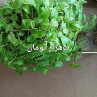 حراج گل های طبیعی|گل و گیاه طبیعی|اردبیل, |دیوار