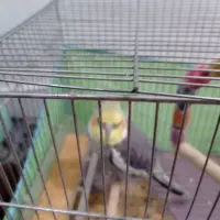 دوتا عروس هلندی جفت ویکی تکی بفروش میرسند|پرنده|اهواز, کوی سعدی|دیوار