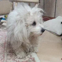 سک خانگ ترید|سگ|پاکدشت, حصار امیر|دیوار