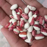 لوبیای فوق خاص