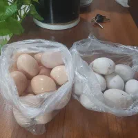 فروش تخم مرغ نطفه دار