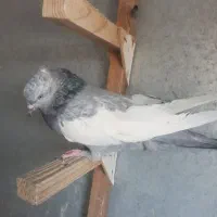 سینه ماده
