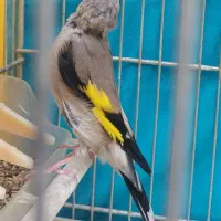 سهره کرمونی مس خون|پرنده|مشهد, شهرک مهر آباد|دیوار