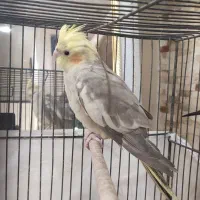نر ۸ ماهه رنگ خاص