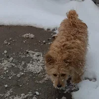 سگ گم شده دردماوند جابان شیرینی