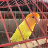 طوطی کوتوله برزیلی نر بالغ