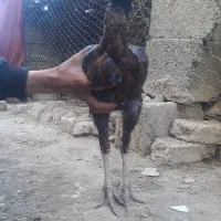 جوجه لاری ۵ماهه