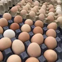 تخم مرغ رسمی