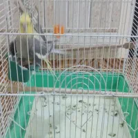 عروس پاریس