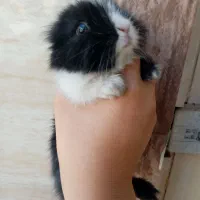 فروش یک عدد خرگوش