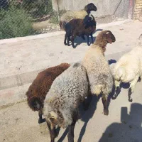 همه رقم گوسفند جوان گوشتی|حیوانات مزرعه|قزوین, |دیوار