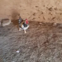 خروس بزرگ