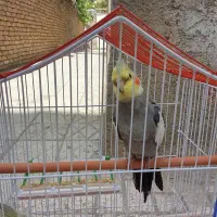 عروس هلندی ، نر ، بدون قفس