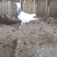 کبوتر شازده طوقی