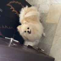 پامرین عروسکی|سگ|اردبیل, |دیوار