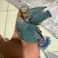 طوطی برزیلی سرلاکی