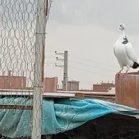 کفتر پلنگی|پرنده|گنبد کاووس, |دیوار