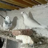 طوقی اویناق