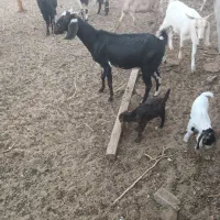 بز شیری تازه زا فروشی|حیوانات مزرعه|خواف, |دیوار