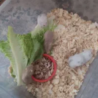 همستر مینیاتوری کمپل|موش و خرگوش|یزد, |دیوار